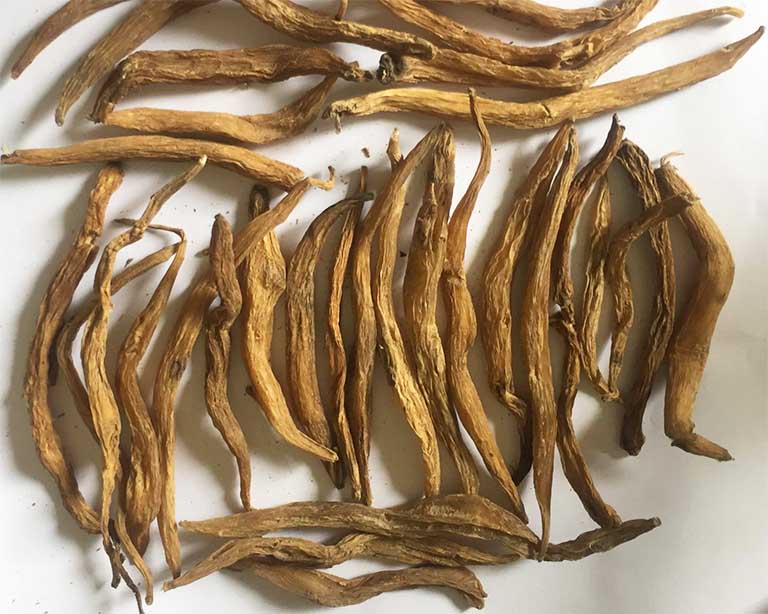 Vị thuốc bách bộ