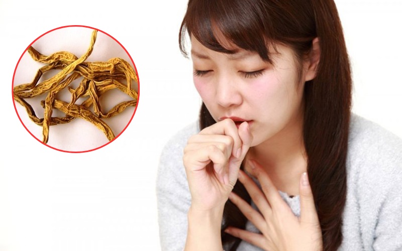 Công dụng của bách bộ trong việc giảm ho