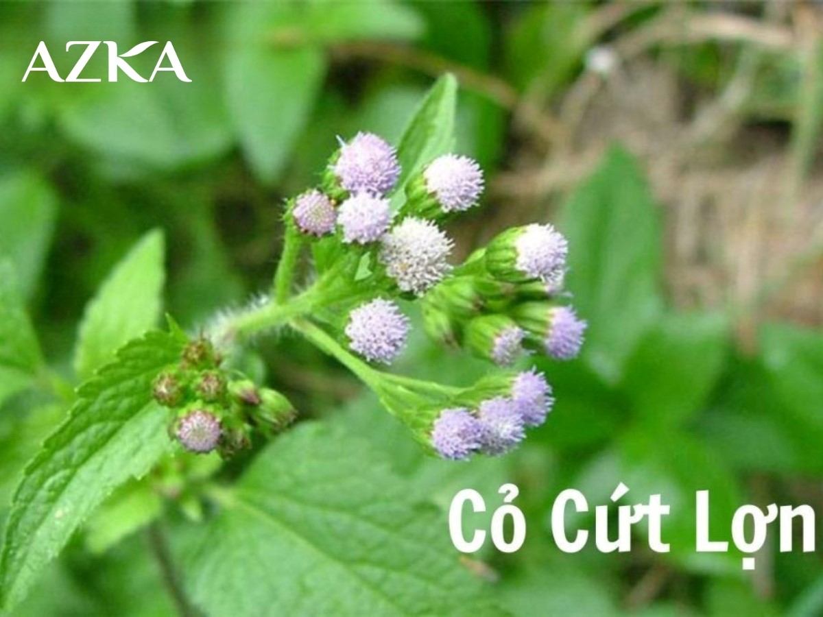 Cây cứt lợn có tác dụng gì với mũi xoang? 