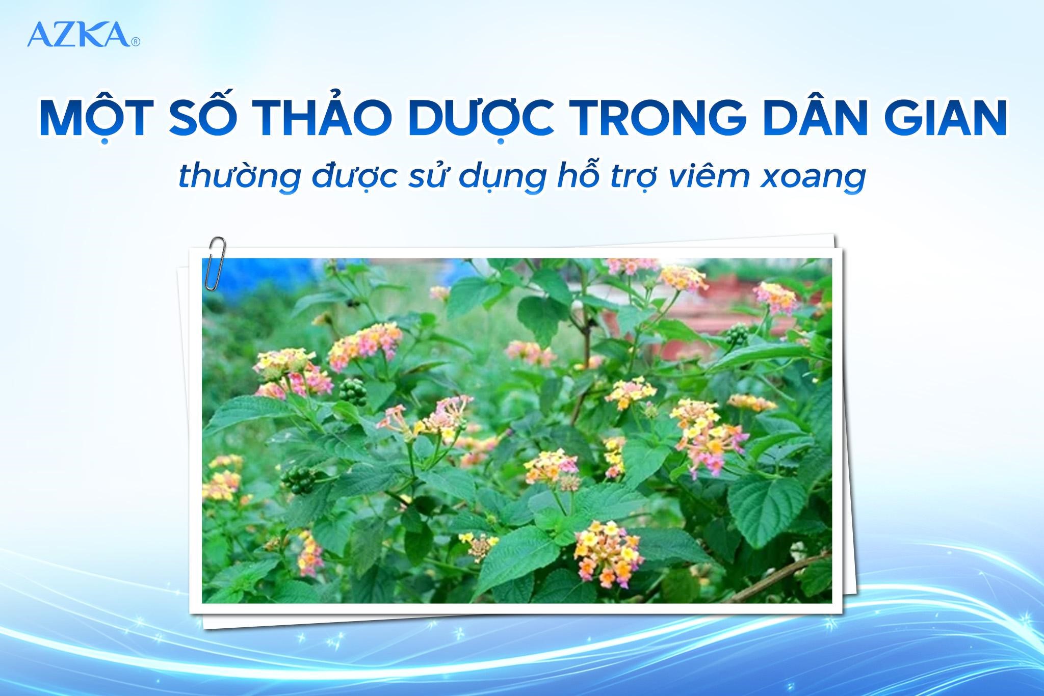 Một số thảo dược trong dân gian thường được sử dụng hỗ trợ viêm xoang